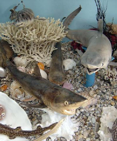 corfu sea shell museum, bestcar corfu car rental