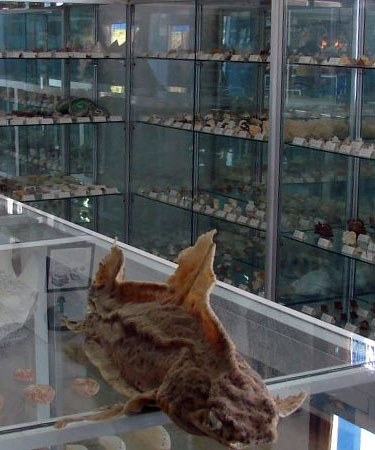 corfu sea shell museum, bestcar corfu car rental